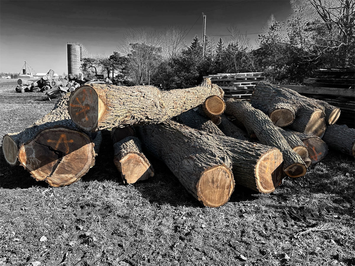 Salvaged hardwood logs stacked near Elora, Ontario, ready to be milled and crafted into one-of-a-kind wooden clocks.